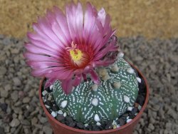 Astrophytum asterias X red flower akabana červený květ, květináč 5,5 cm - 12414394