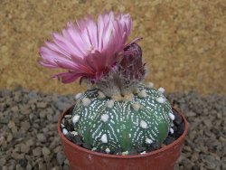 Astrophytum asterias X red flower akabana červený květ, květináč 5,5 cm - 12414395
