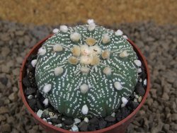 Astrophytum asterias X red flower akabana červený květ, květináč 5,5 cm - 12414396