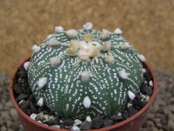 Astrophytum asterias X red flower akabana červený květ, květináč 5,5 cm - 12414397