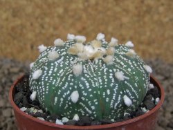 Astrophytum asterias X red flower akabana červený květ, květináč 5,5 cm - 12414398