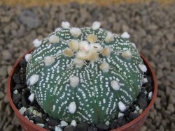 Astrophytum asterias X red flower akabana červený květ, květináč 5,5 cm - 12414399