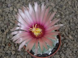 Astrophytum asterias X red flower akabana červený květ, květináč 5,5 cm - 12414401