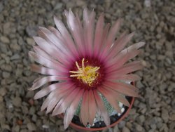 Astrophytum asterias X red flower akabana červený květ, květináč 5,5 cm - 12414402