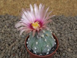 Astrophytum asterias X red flower akabana červený květ, květináč 5,5 cm - 12414403