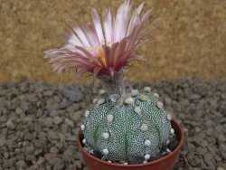 Astrophytum asterias X red flower akabana červený květ, květináč 5,5 cm - 12414404