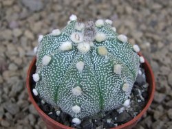 Astrophytum asterias X red flower akabana červený květ, květináč 5,5 cm - 12414405