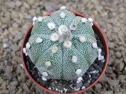 Astrophytum asterias X red flower akabana červený květ, květináč 5,5 cm - 12414406