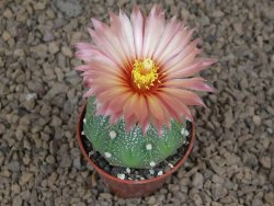 Astrophytum asterias X red flower akabana červený květ, květináč 5,5 cm DUPLIKÁT - 12414408