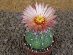 Astrophytum asterias X red flower akabana červený květ, květináč 5,5 cm DUPLIKÁT - 12414409