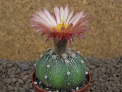 Astrophytum asterias X red flower akabana červený květ, květináč 5,5 cm DUPLIKÁT - 12414410