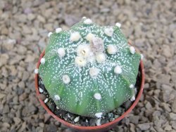 Astrophytum asterias X red flower akabana červený květ, květináč 5,5 cm DUPLIKÁT - 12414411