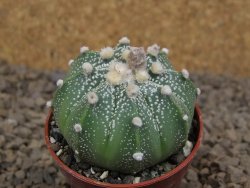 Astrophytum asterias X red flower akabana červený květ, květináč 5,5 cm DUPLIKÁT - 12414412