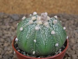 Astrophytum asterias X red flower akabana červený květ, květináč 5,5 cm DUPLIKÁT - 12414413