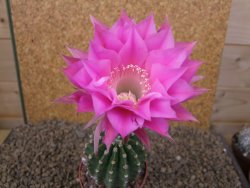 Echinopsis hybrid aff eyresii, květináč 6,5 cm