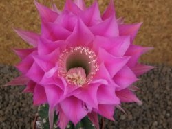 Echinopsis hybrid aff eyresii, květináč 6,5 cm - 12414415