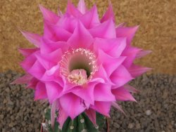 Echinopsis hybrid aff eyresii, květináč 6,5 cm - 12414416
