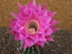 Echinopsis hybrid aff eyresii, květináč 6,5 cm - 12414417