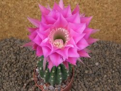 Echinopsis hybrid aff eyresii, květináč 6,5 cm - 12414418