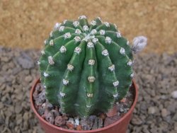 Echinopsis hybrid aff eyresii, květináč 6,5 cm - 12414419