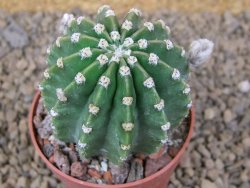 Echinopsis hybrid aff eyresii, květináč 6,5 cm - 12414420