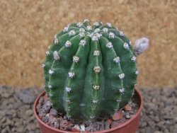 Echinopsis hybrid aff eyresii, květináč 6,5 cm - 12414421