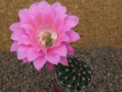 Echinopsis hybrid, květináč 6,5 cm - 12414423