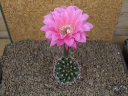 Echinopsis hybrid, květináč 6,5 cm - 12414424