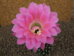 Echinopsis hybrid, květináč 6,5 cm