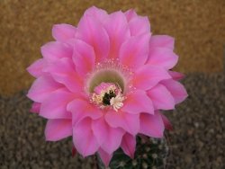 Echinopsis hybrid, květináč 6,5 cm - 12414426