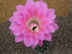 Echinopsis hybrid, květináč 6,5 cm - 12414428