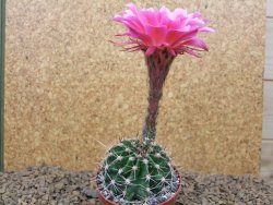 Echinopsis hybrid, květináč 6,5 cm - 12414429
