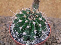Echinopsis hybrid, květináč 6,5 cm - 12414430
