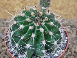 Echinopsis hybrid, květináč 6,5 cm - 12414431