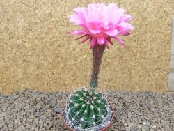 Echinopsis hybrid, květináč 6,5 cm - 12414432