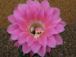Echinopsis hybrid, květináč 6,5 cm - 12414433