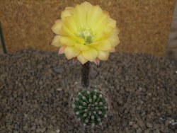 Echinopsis hybrid , květináč 5,5 cm - 12414442