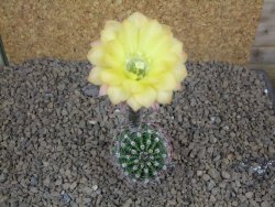 Echinopsis hybrid , květináč 5,5 cm - 12414443