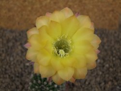 Echinopsis hybrid , květináč 5,5 cm