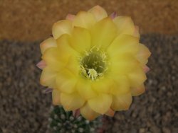 Echinopsis hybrid , květináč 5,5 cm - 12414445