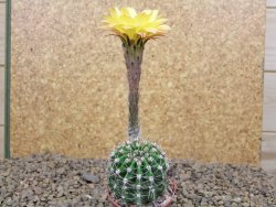 Echinopsis hybrid , květináč 5,5 cm - 12414446