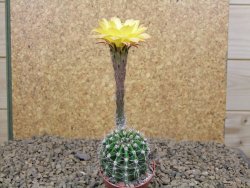 Echinopsis hybrid , květináč 5,5 cm - 12414447