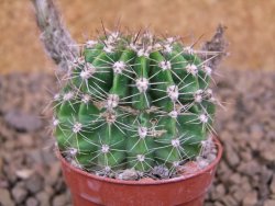 Echinopsis hybrid , květináč 5,5 cm - 12414448