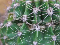 Echinopsis hybrid , květináč 5,5 cm - 12414449