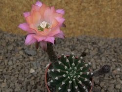 Echinopsis hybrid aff eyresii , květináč 5,5 cm