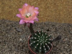 Echinopsis hybrid aff eyresii , květináč 5,5 cm - 12414451