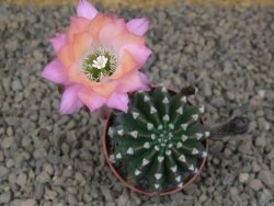 Echinopsis hybrid aff eyresii , květináč 5,5 cm - 12414452