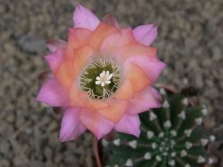 Echinopsis hybrid aff eyresii , květináč 5,5 cm - 12414453