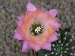 Echinopsis hybrid aff eyresii , květináč 5,5 cm - 12414454