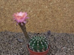 Echinopsis hybrid aff eyresii , květináč 5,5 cm - 12414455
